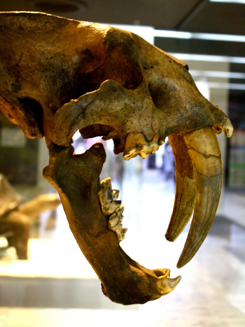 Smilodon californicus