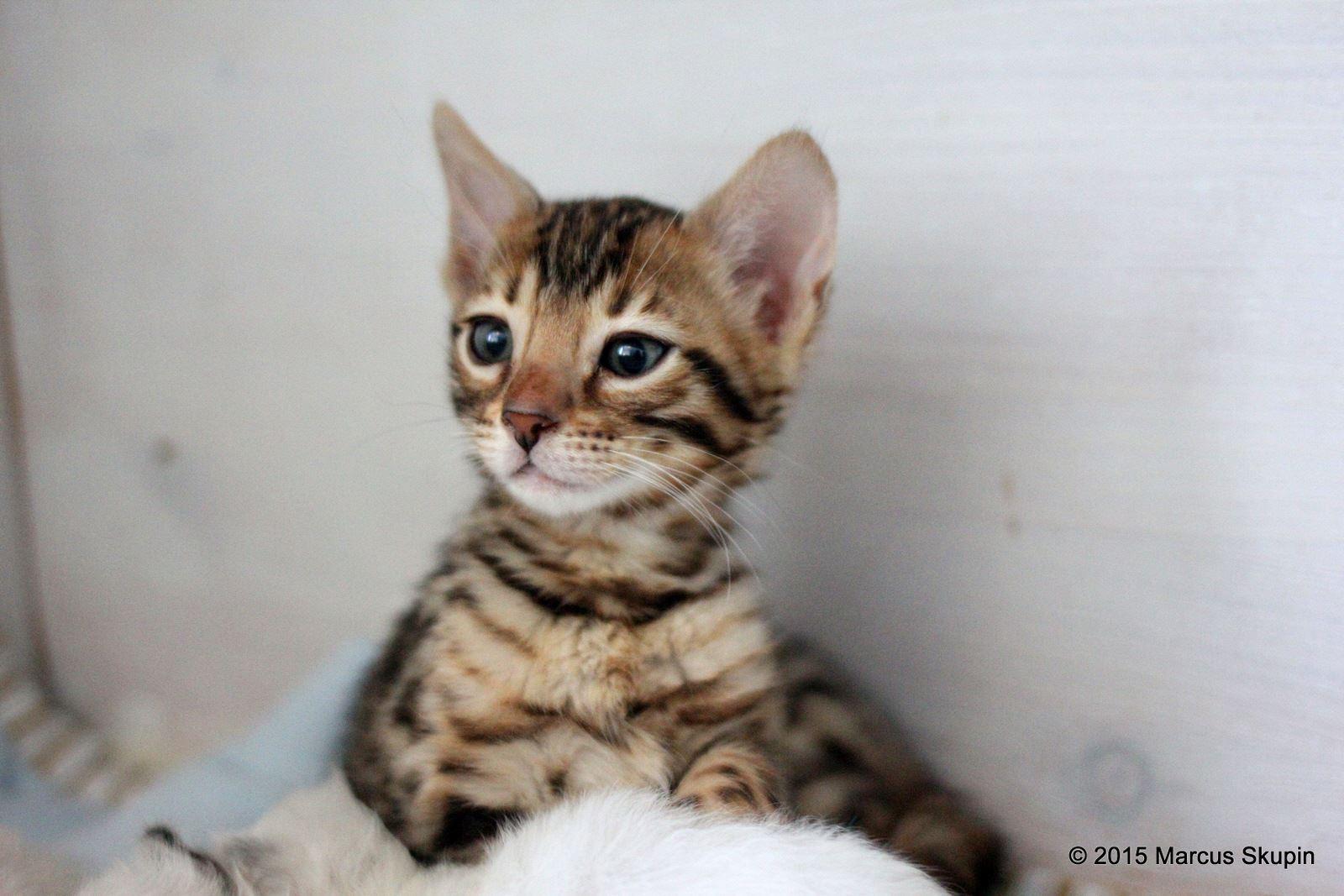 Bengalkatze