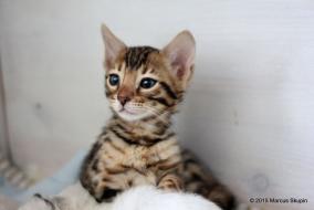 Bengalkatze