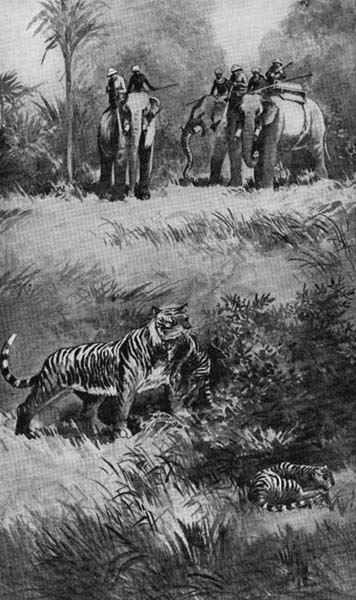 Tiger protecting his cub