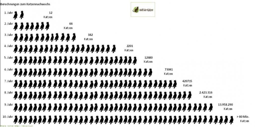 Katzenvermehrung