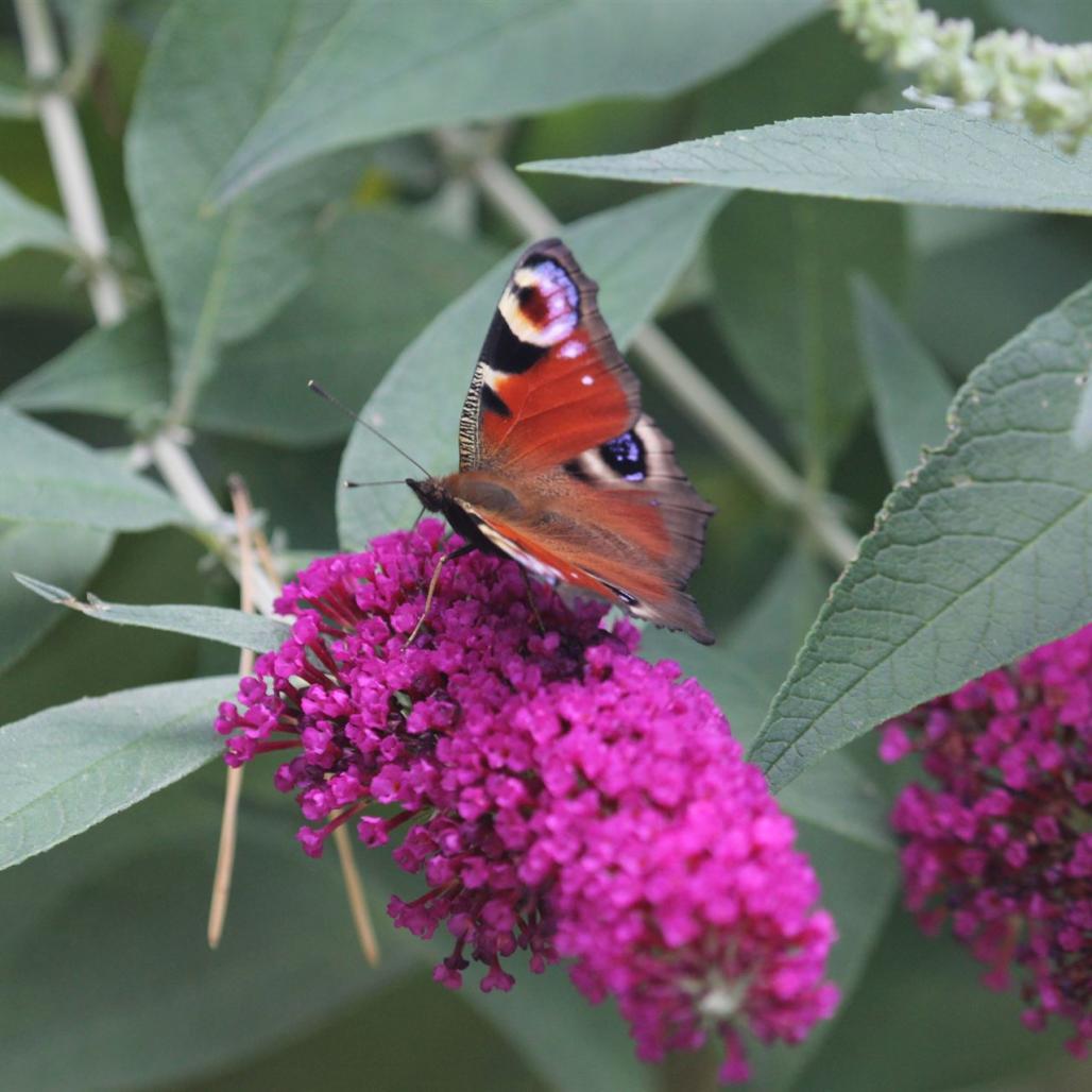 Schmetterlingsflieder