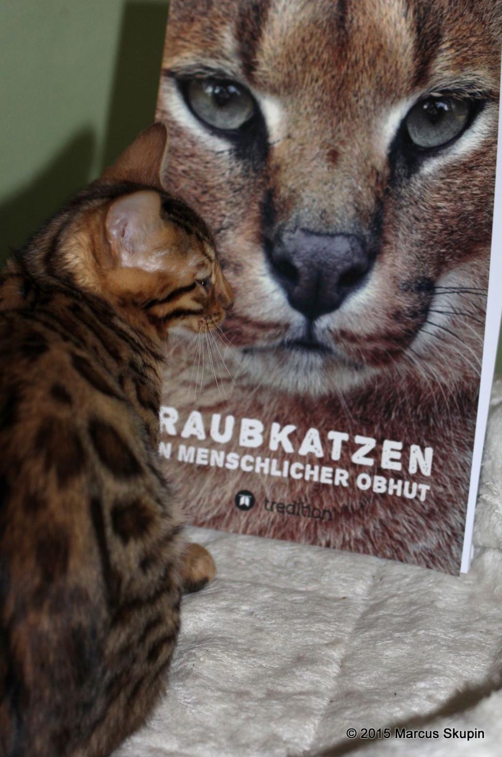 Raubkatzen