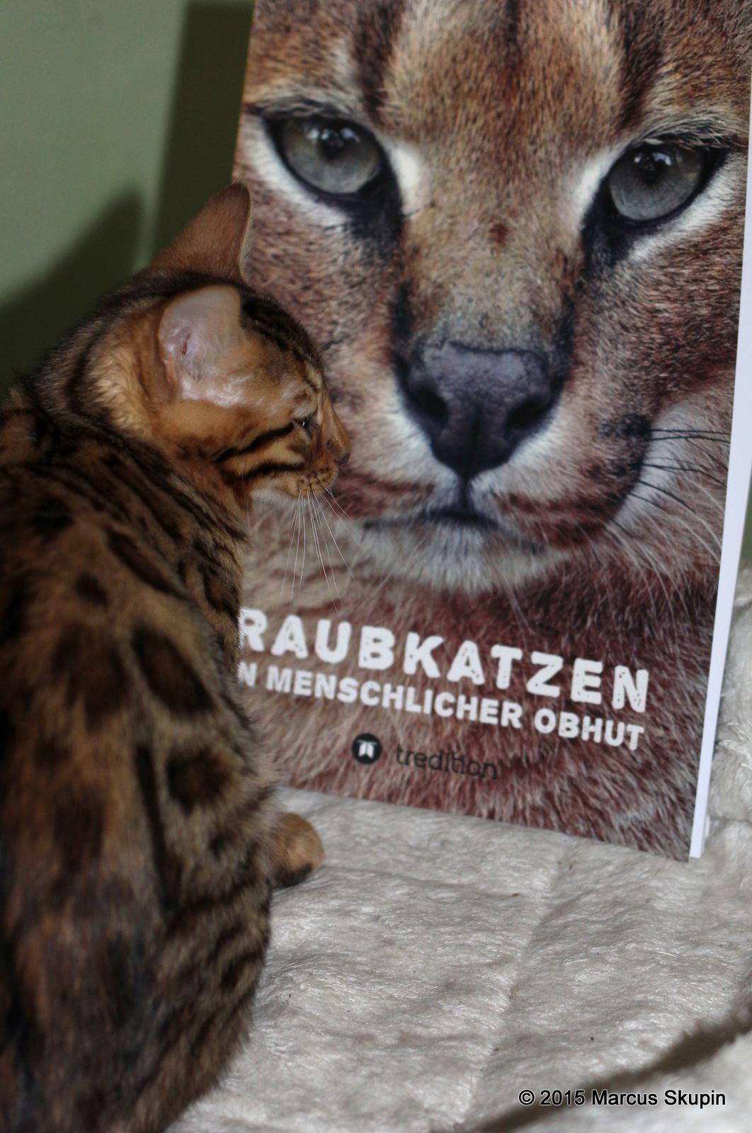 Raubkatzen