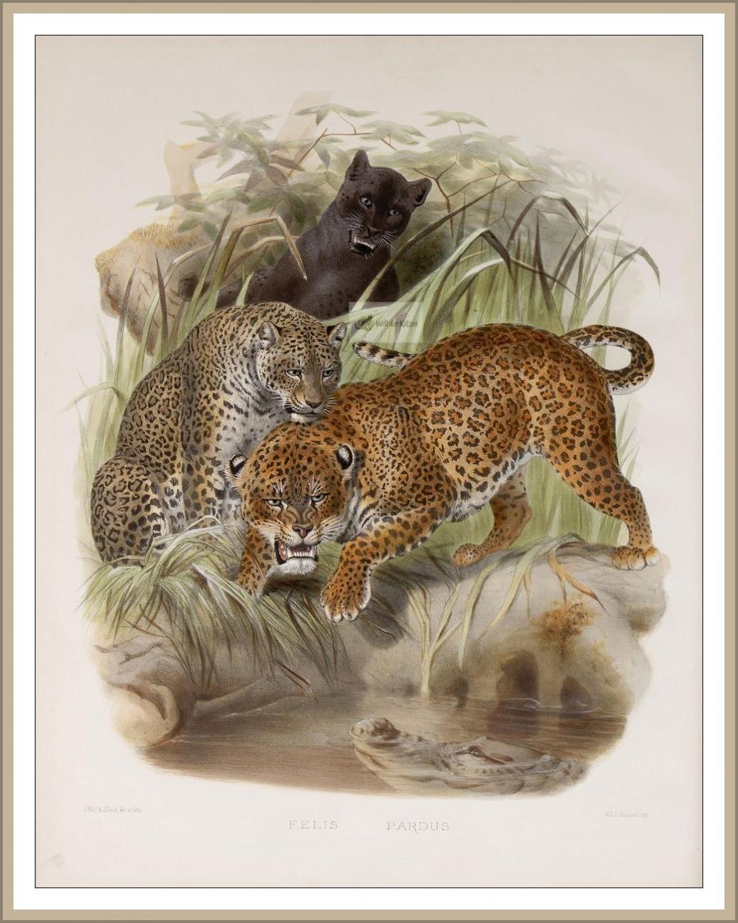 Leopard