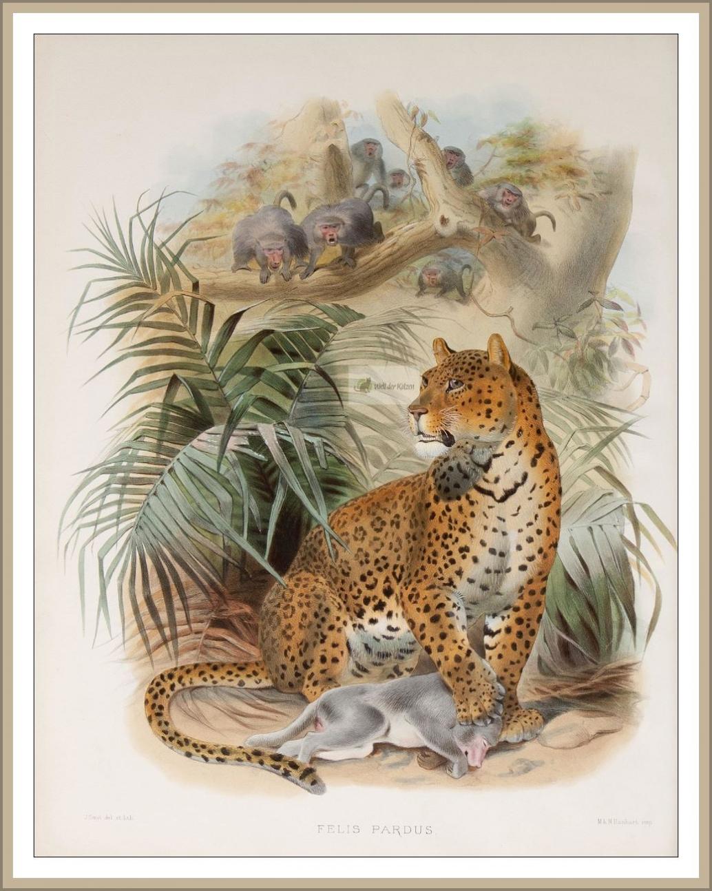 Leopard