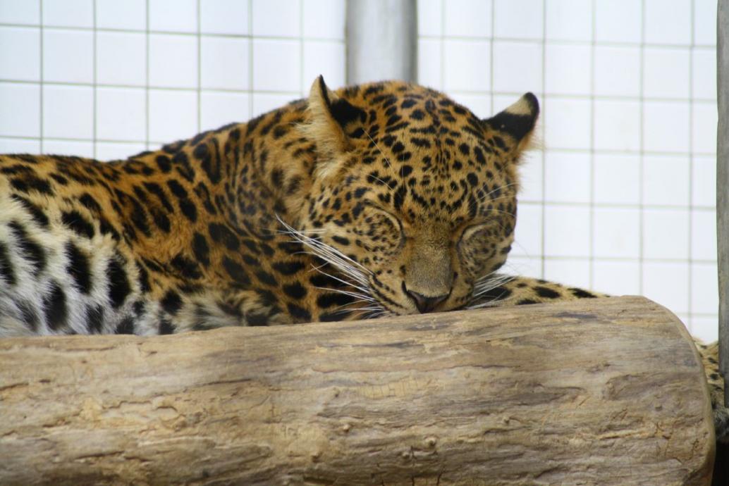 Leopard