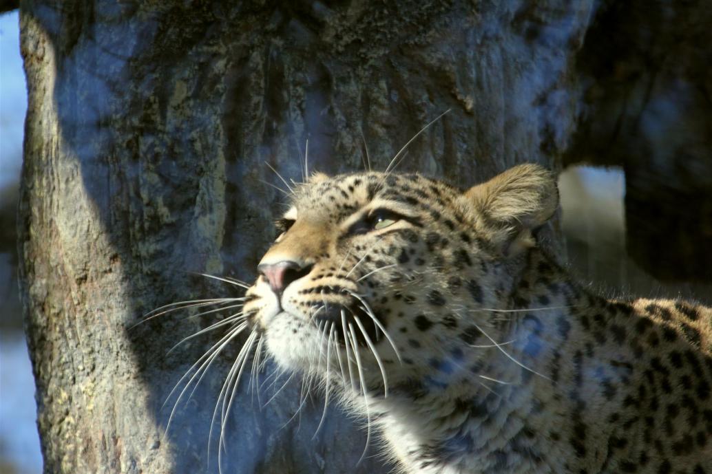 Leopard