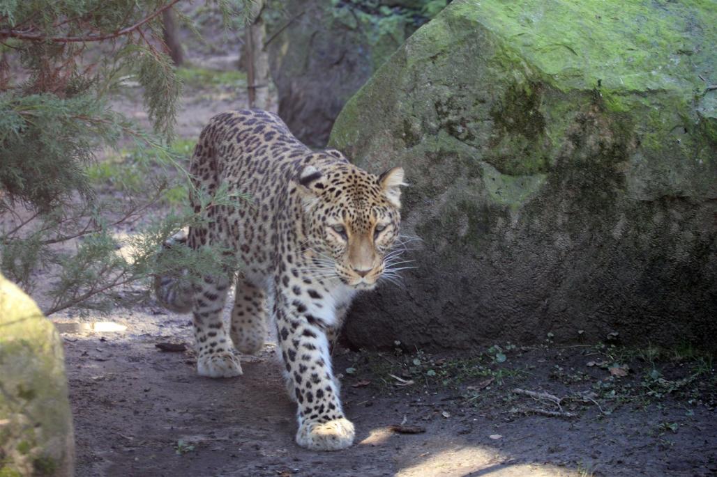 Leopard, Panthera pardus