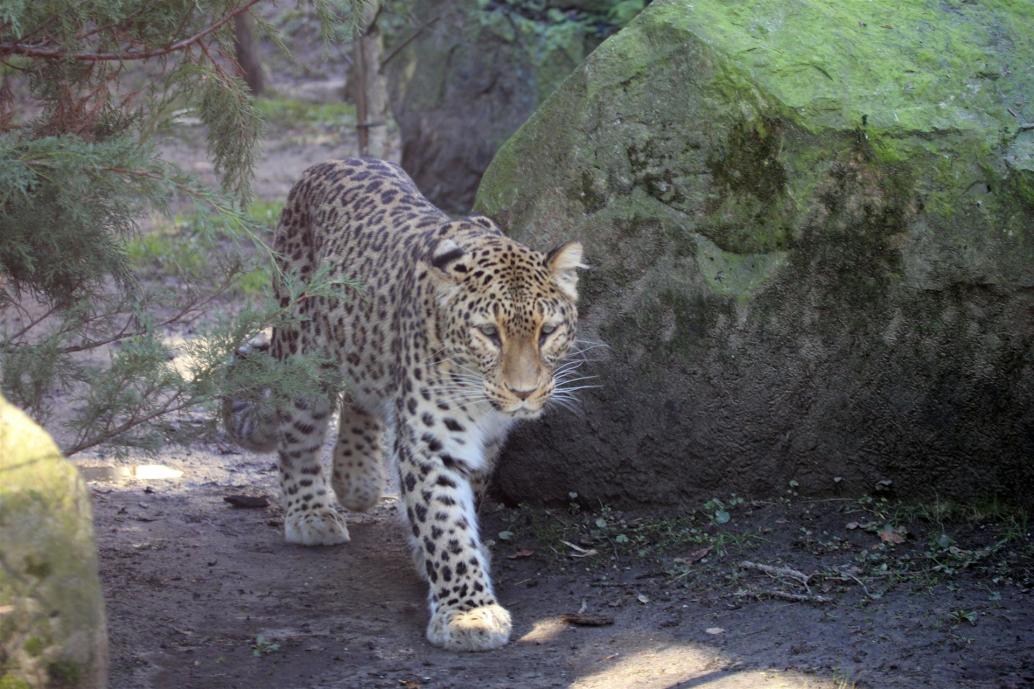 Leopard, Panthera pardus