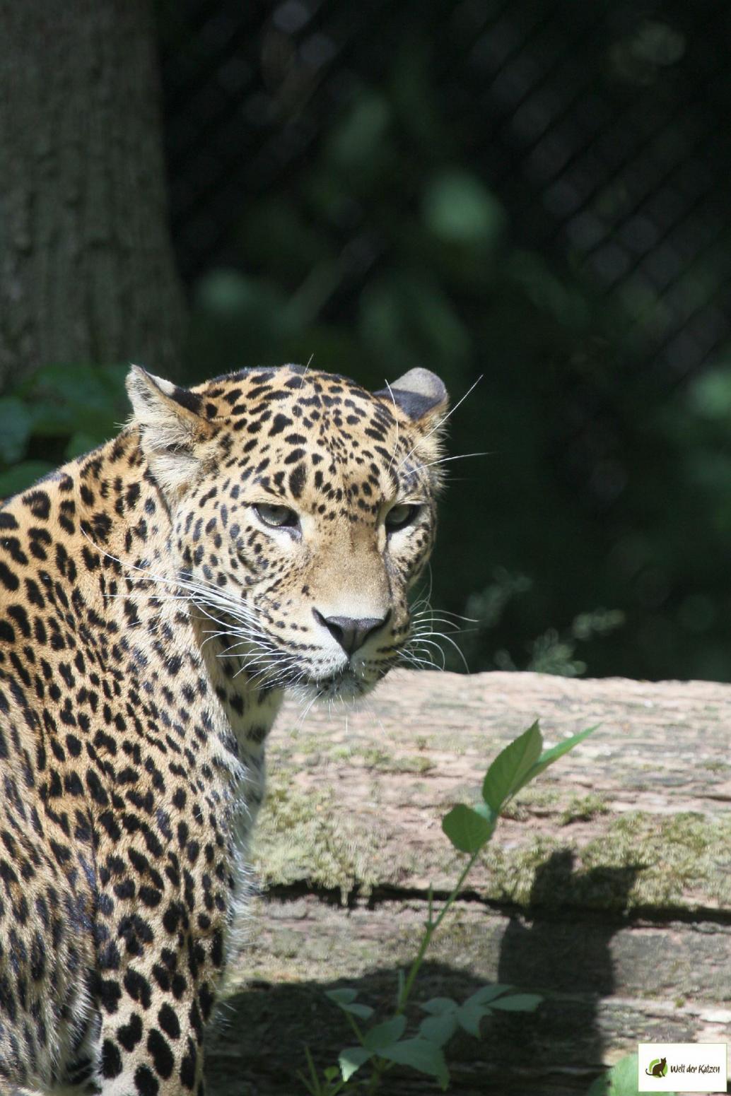 Sri Lanka Leopard