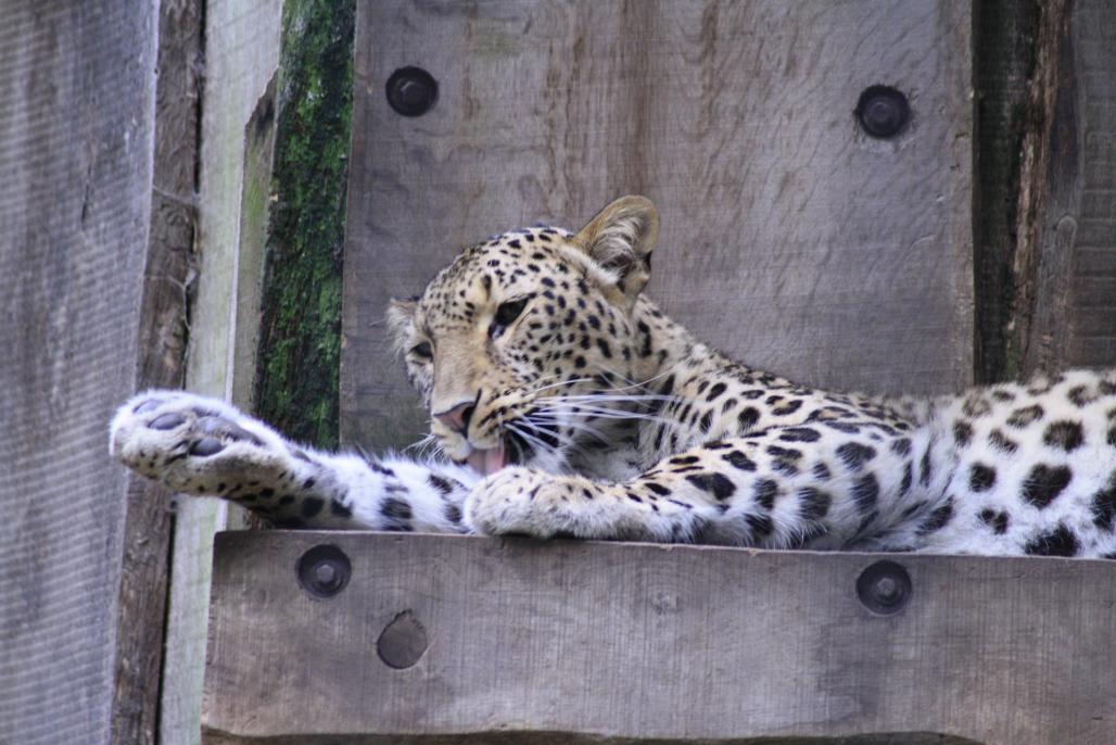Leopard