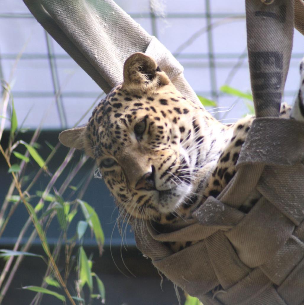 Leopard in Hängematte