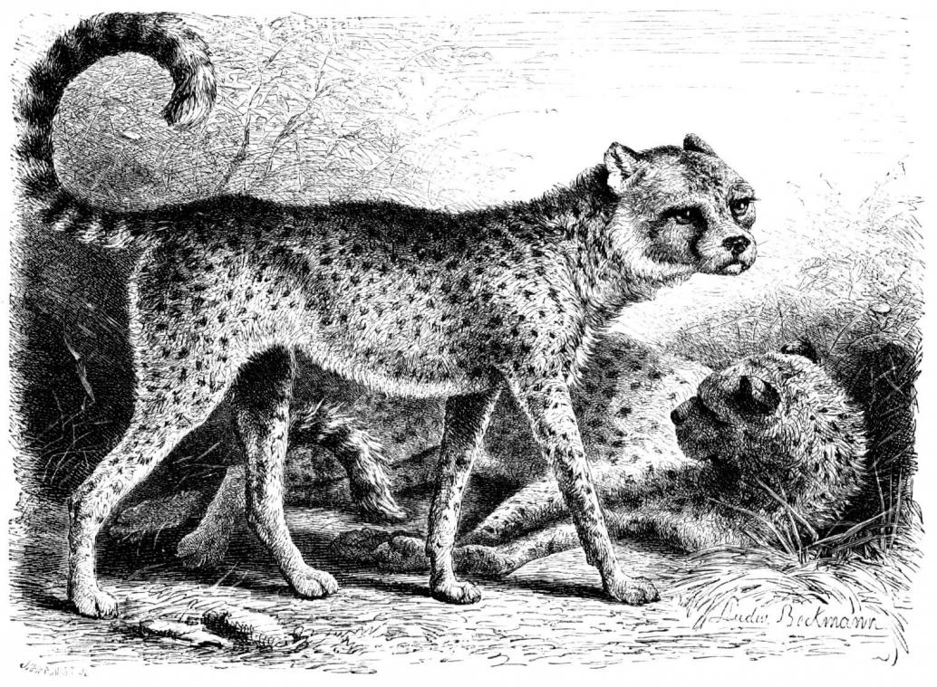 Gepard