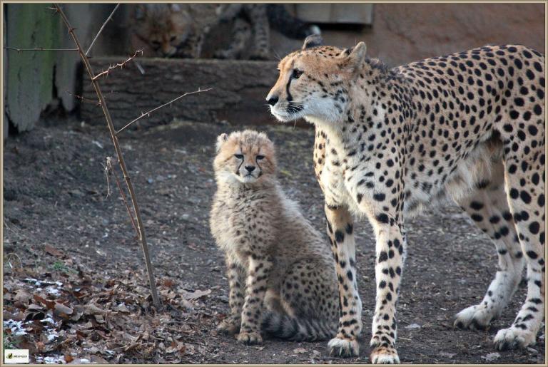 Gepardenmutter mit Jungem