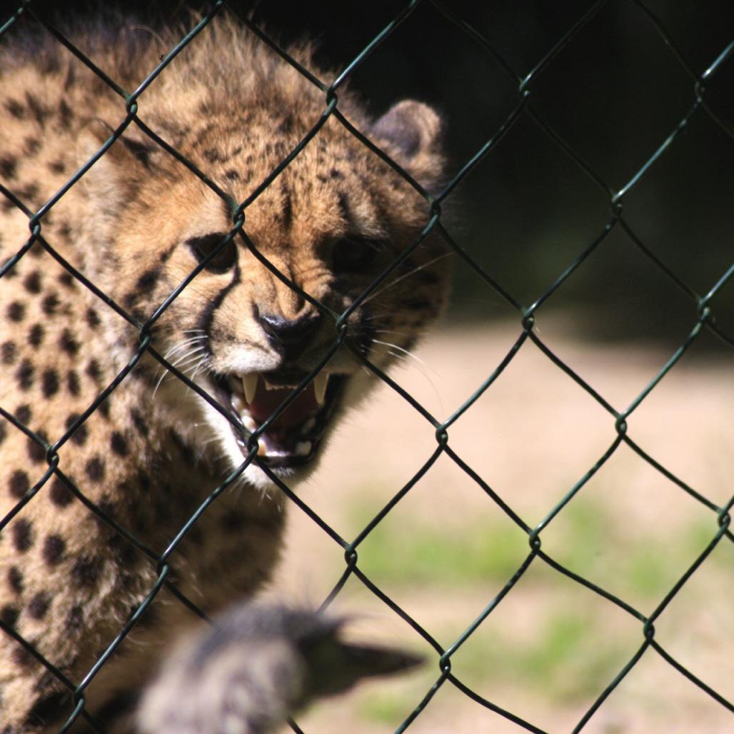 Gepard