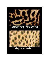 Gepard, Fellmuster