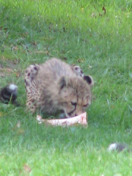 Gepard