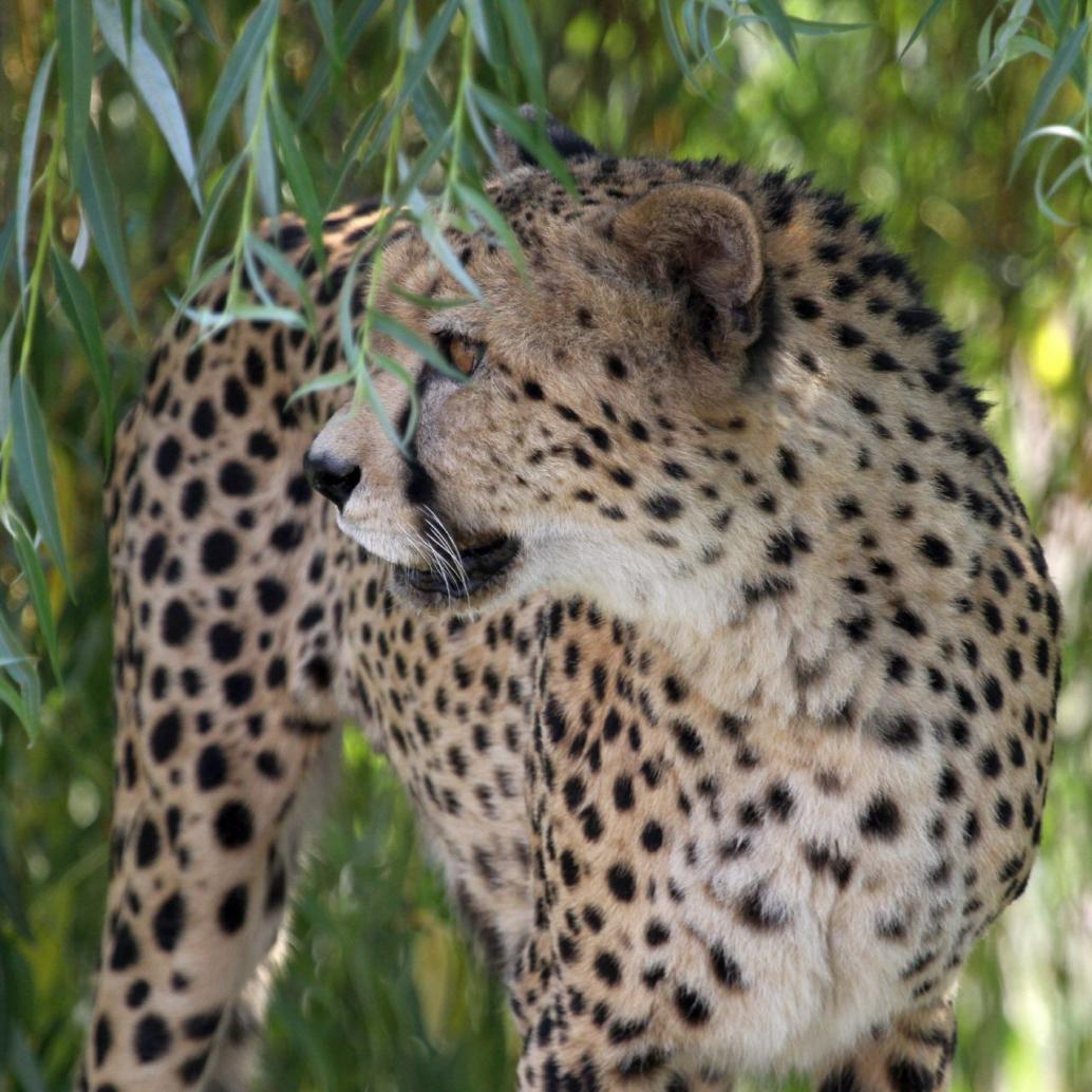 Gepard