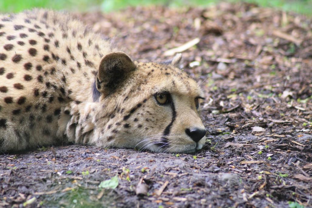 Gepard
