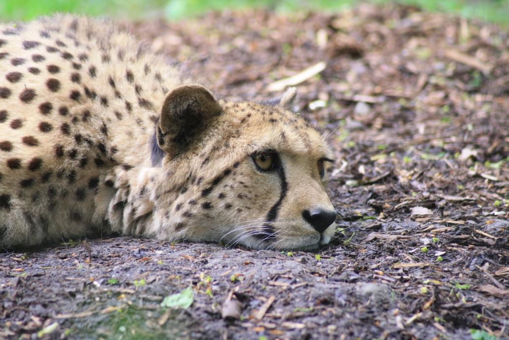 Gepard