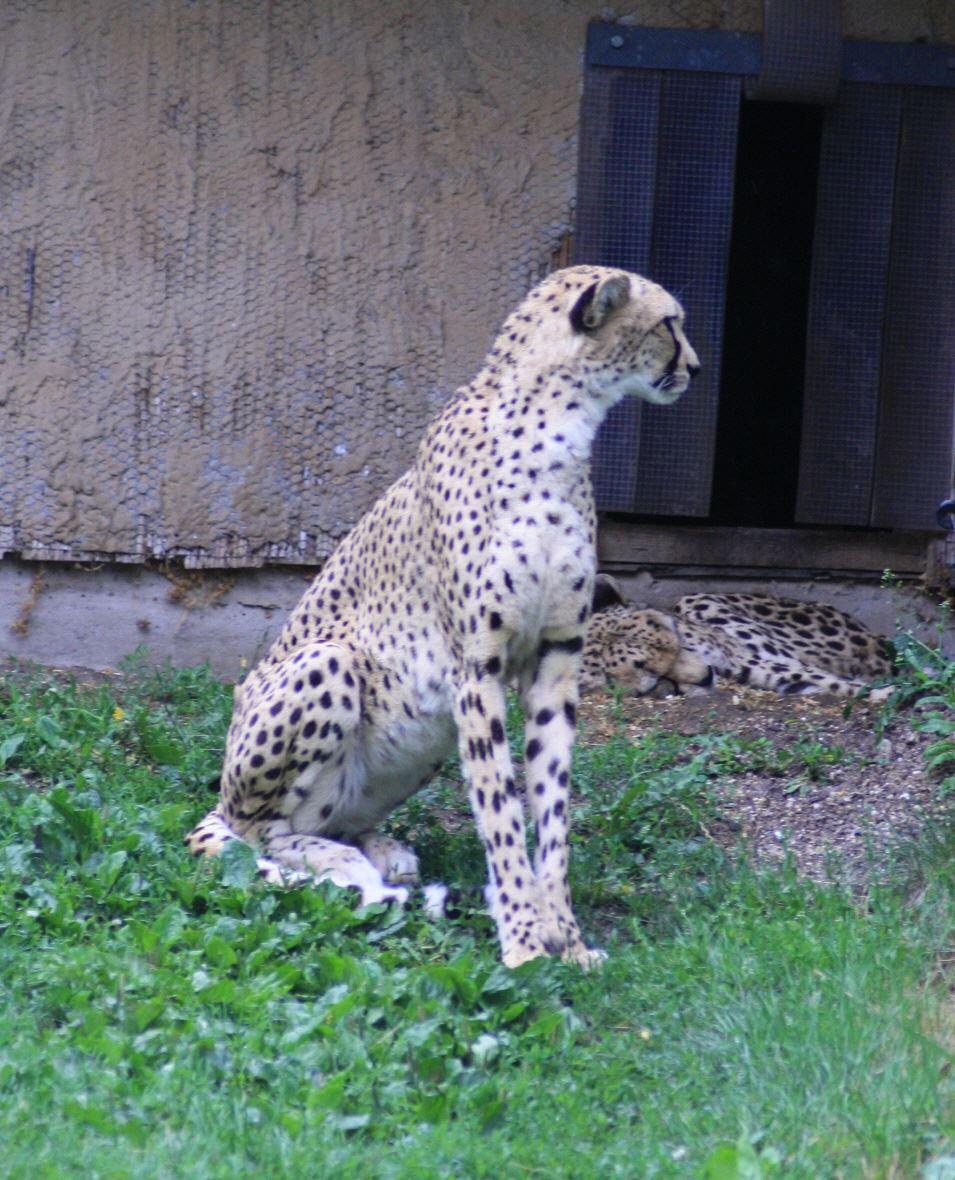 Gepard