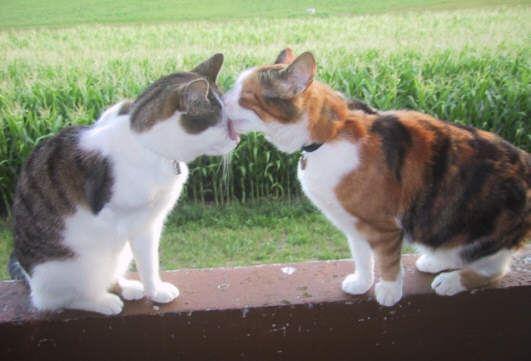 Hauskatzen
