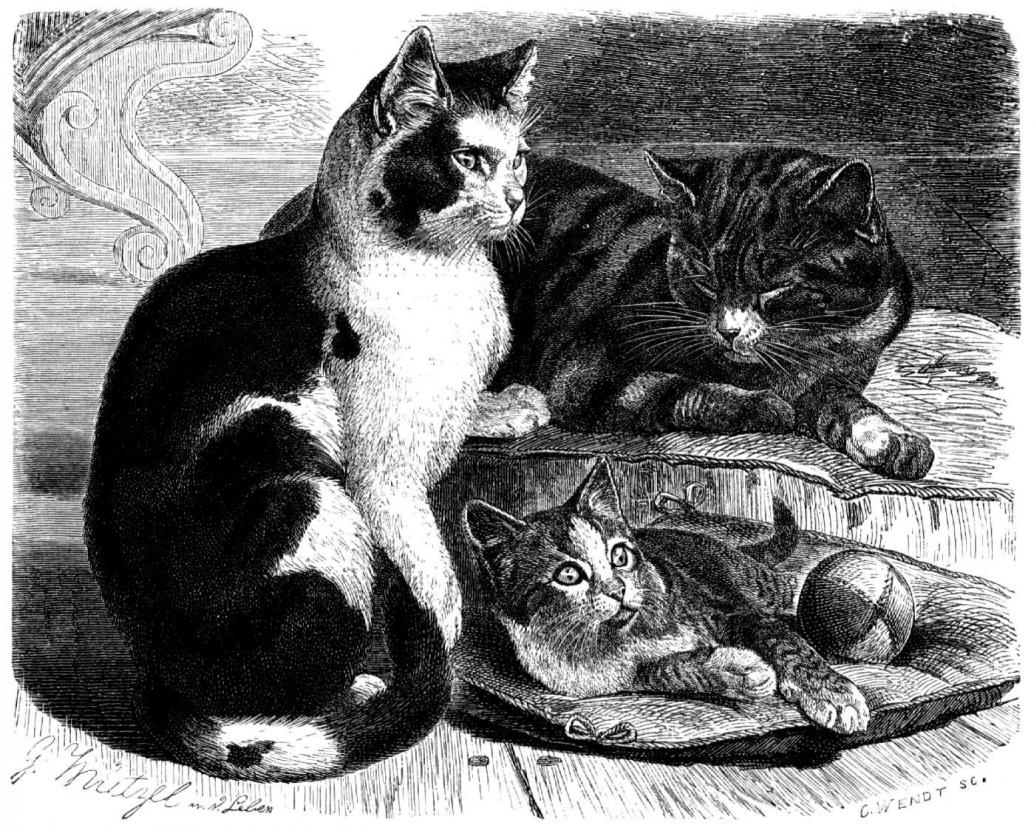 Hauskatze