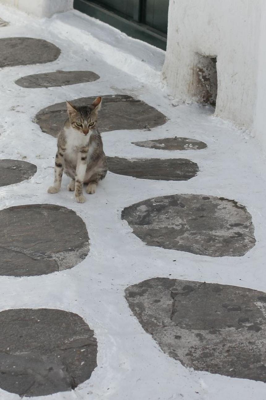 Hauskatze, Mykonos