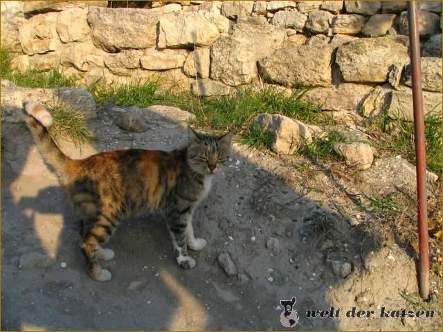 Hauskatze, Troja