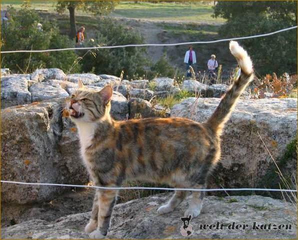Hauskatze, Troja