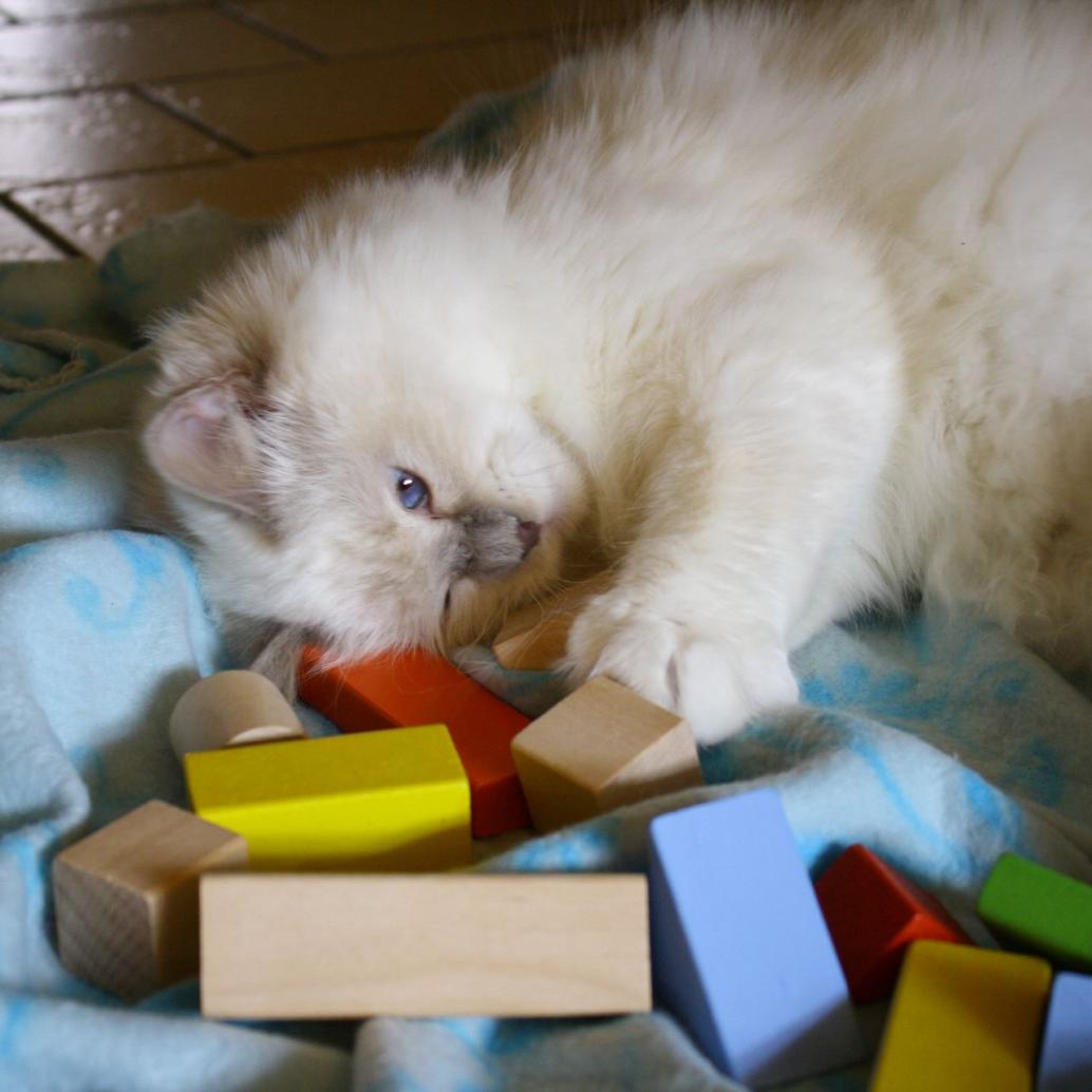 Birmakatze