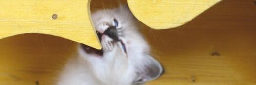 Birmakatze