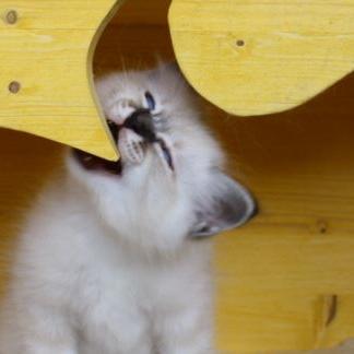 Birmakatze