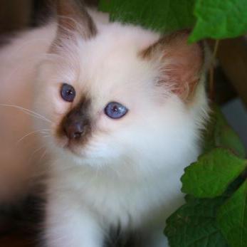 Birmakatze