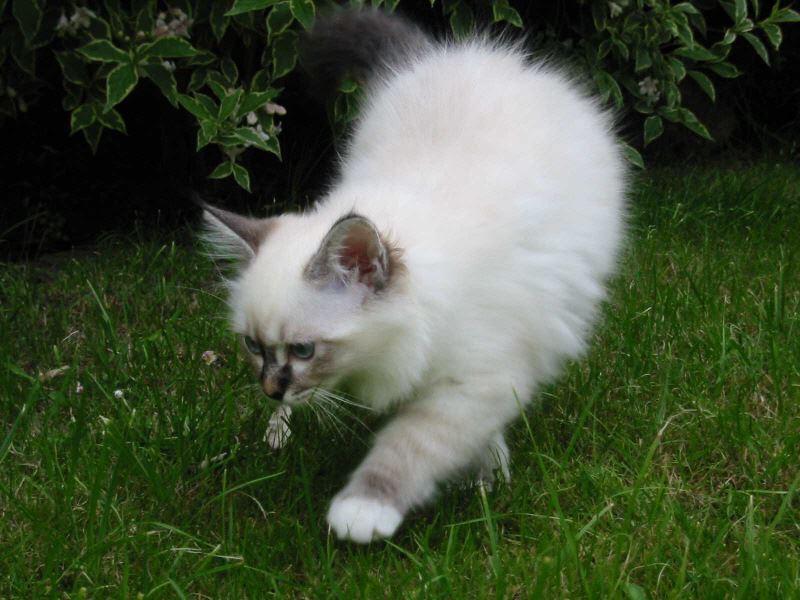 Birmakatze