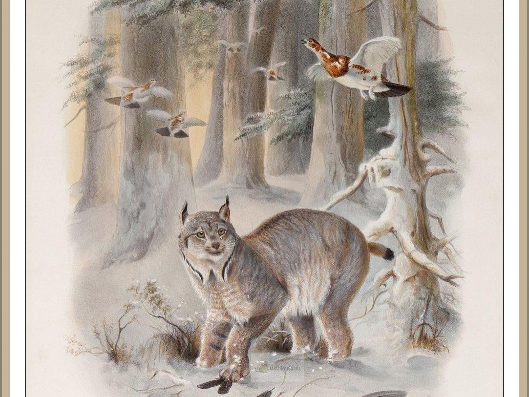 Luchse (Lynx ...)