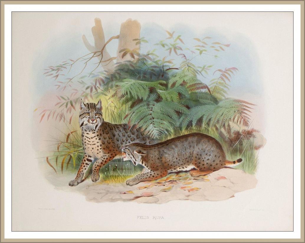 Rotluchs