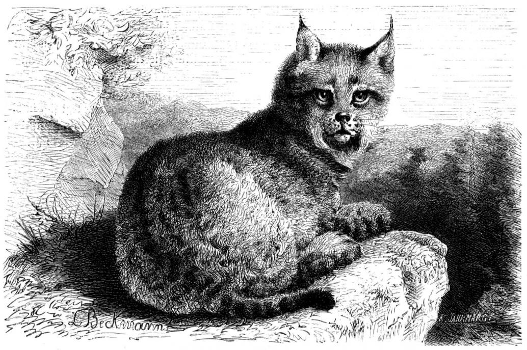 Luchs