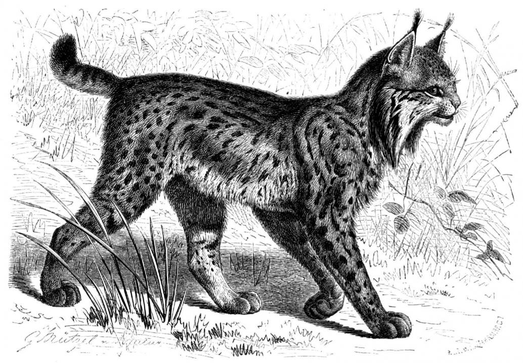 Pardelluchs
