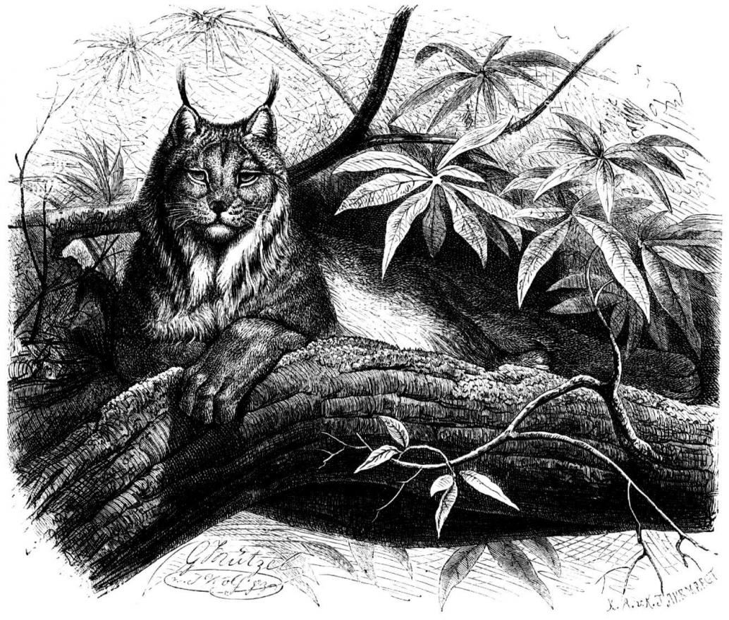 Polarluchs