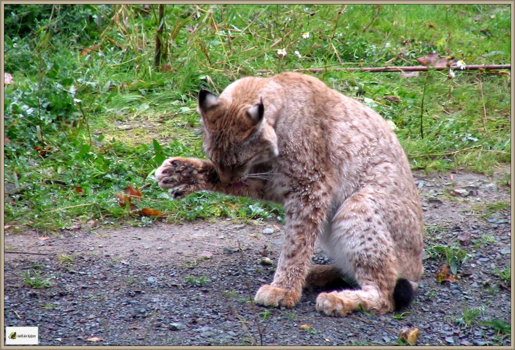 Eurasischer Luchs