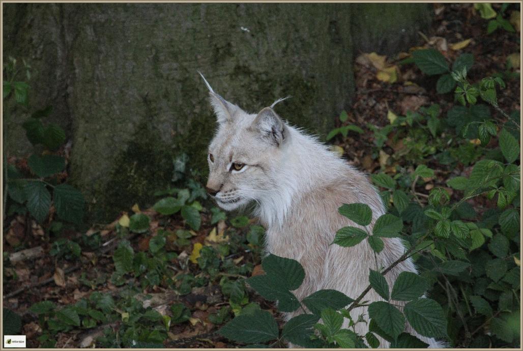 Luchs