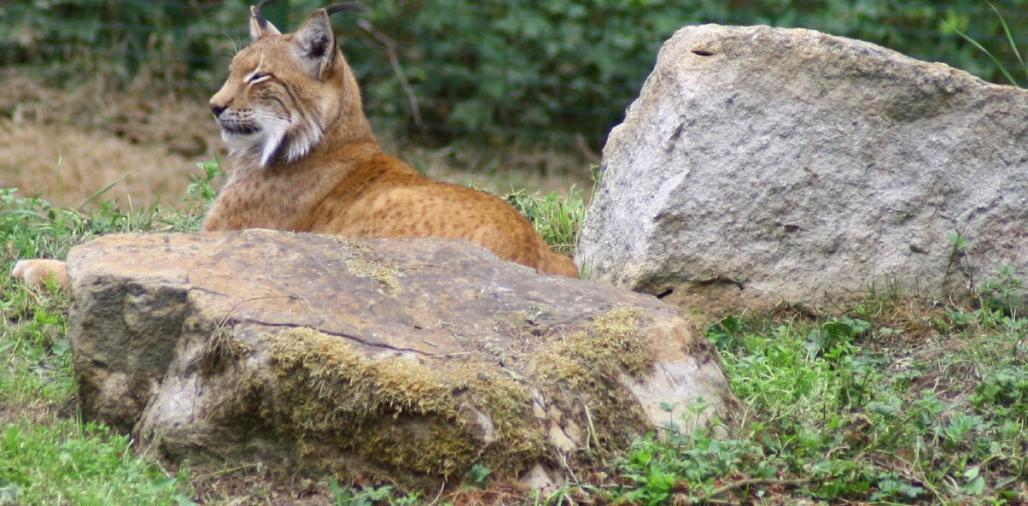Der Luchs