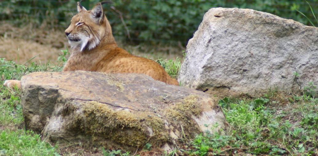 Der Luchs