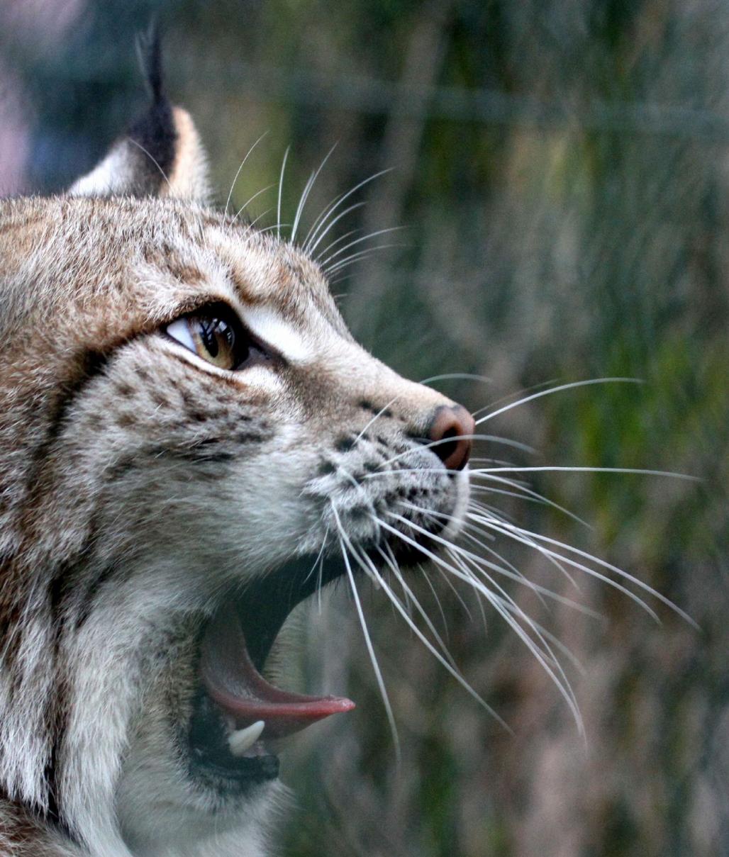 Eurasischer Luchs