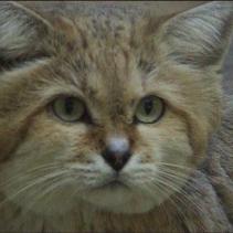 Sandkatze