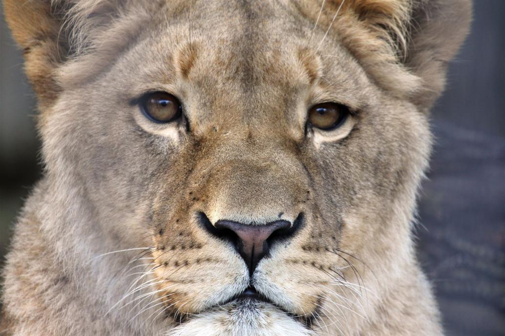 Panthera leo