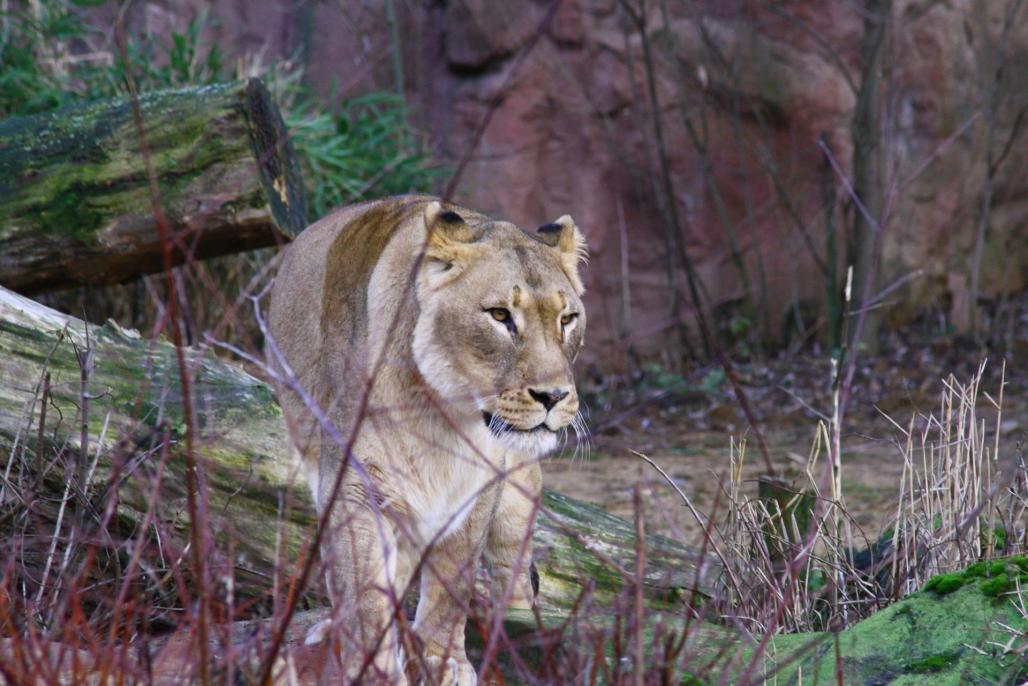 Löwin