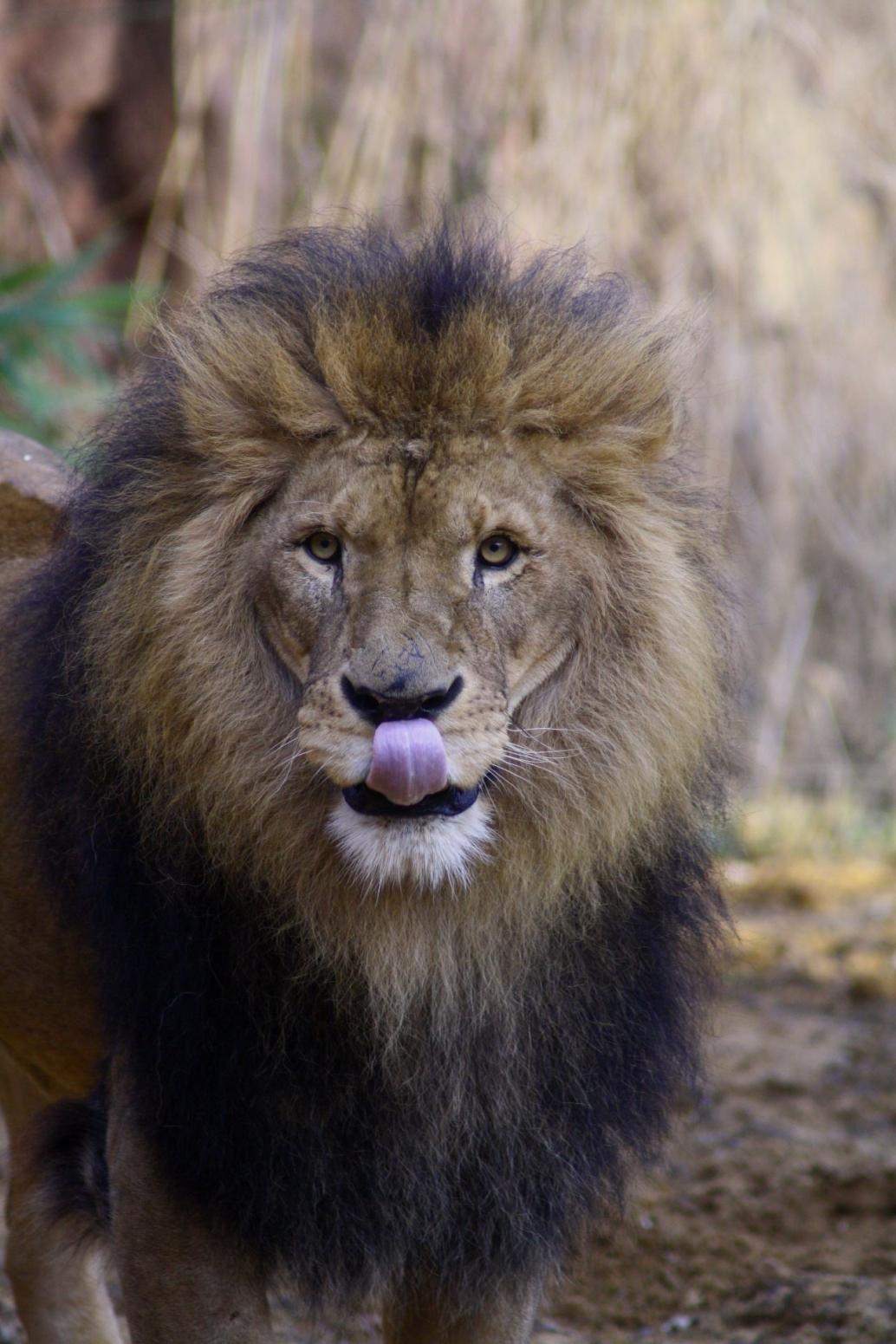 Löwe